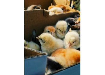 Como ganhar dinheiro com a venda de ovos e pintinhos